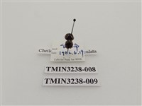 藏品(六斑月瓢蟲)的圖片